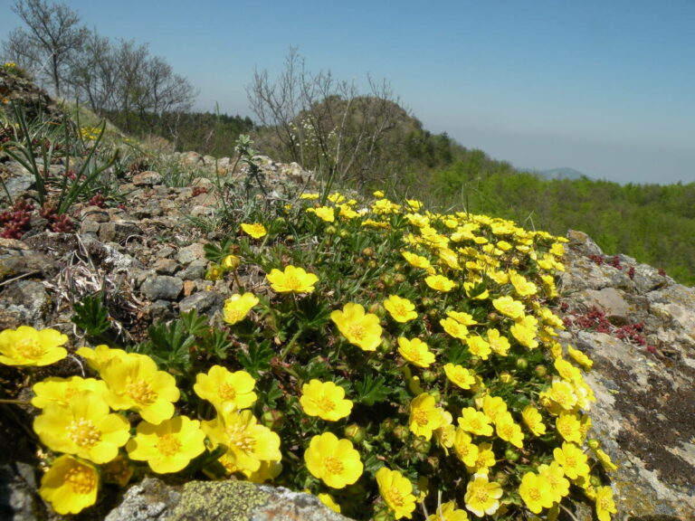flora autoctona sulle ofioliti di pietra corva